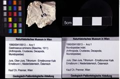 Foto (Objket + Etiketten) von Mundopsidae indet. 